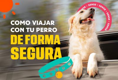 Cómo viajar con tu perro en forma segura